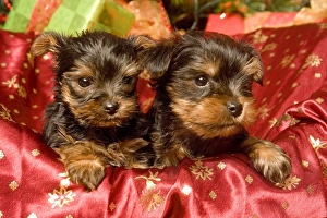 Dog - Yorkshire Terrier puppies with Christmas decorations Dog - Yorkshire Terrier puppies with Christmas decorations