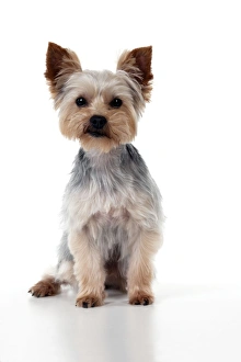 DOG - Yorkshire terrier sitting DOG - Yorkshire terrier sitting