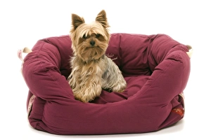 Dog - Yorkshire Terrier sitting down soft bed Dog - Yorkshire Terrier sitting down soft bed