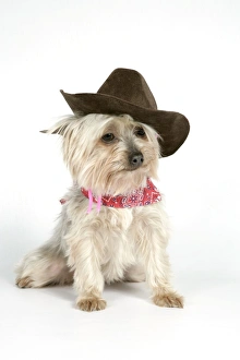 DOG. Yorkshire terrier wearing hat and scarf DOG. Yorkshire terrier wearing hat and scarf