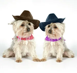 DOG. Two Yorkshire terriers wearing hats and scarf DOG. Two Yorkshire terriers wearing hats and scarf