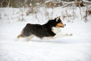 Images Dated 8th January 2010: DOG.Australian shepherd running through the snow