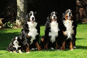 Four Collection: DOG.Bernese mountain puppy sitting next to three bernese mountain dogs sitting