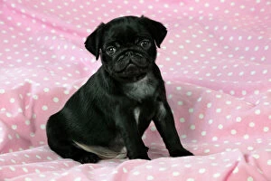 Images Dated 8th September 2009: DOG.Black Pug puppy ( 8 wks old ) Digital Manipulation: background peech to pink