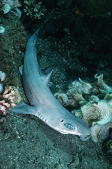 Dogfish Shark - This specimen came from deep water in a fish trap Dogfish Shark - This specimen came from deep water in a fish trap
