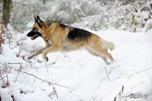 Images Dated 8th January 2010: DOG.German shepherd jumping over snow covered ditch