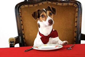 Clothes Collection: DOG.Jack russell terrier wearing bow tie sitting at table