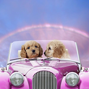 Dogs - 7 week old Cockerpoo puppies driving car through rainbow sunset on St Valentines Dogs - 7 week old Cockerpoo puppies driving car through rainbow sunset on St Valentines