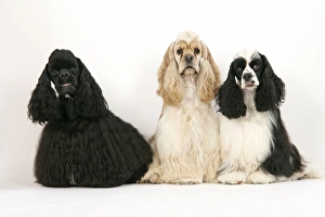 DOGS. Black, silver buff and black and white American cocker spaniels DOGS. Black, silver buff and black and white American cocker spaniels