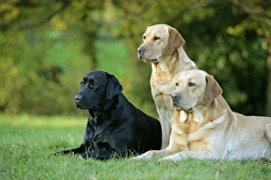 Dogs - Black and Yellow Labrador Retrievers lying down on grass Dogs - Black and Yellow Labrador Retrievers lying down on grass