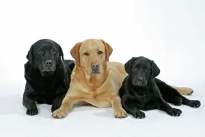 Dogs - Black and Yellow Labradors with Black Labrador puppy - lying down Dogs - Black and Yellow Labradors with Black Labrador puppy - lying down