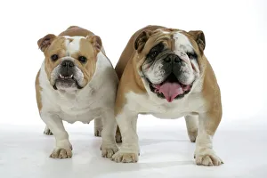 Dogs - Bulldogs, male and female Dogs - Bulldogs, male and female