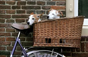 Dogs - Couple of Jack Russell Dogs in basket on bike Dogs - Couple of Jack Russell Dogs in basket on bike