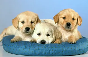 Dogs - Golden Retriever puppies on cushion Dogs - Golden Retriever puppies on cushion