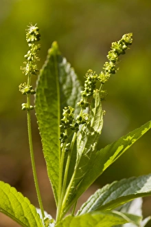 Dog's Mercury Mercurialis perennis in flower, in ancient coppice woodland Dog's Mercury Mercurialis perennis in flower, in ancient coppice woodland