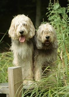 Dogs - Otterhound Dogs sitting together Dogs - Otterhound Dogs sitting together