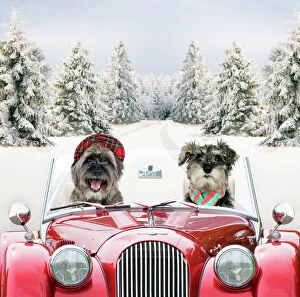 Images Dated 14th June 2012: Dogs - Pugairn (cross between and Pug and a Cairn Terrier) and Schnauzer driving car through snow