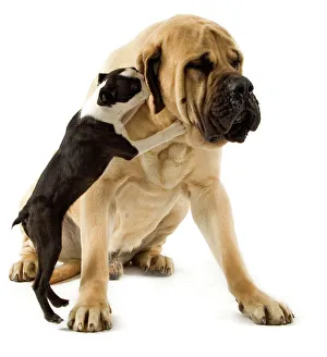 <b class=qtipBold><figcaption>Dogs - Terrier and Mastif</figcaption></b><br>LA-3621 Dogs - Terrier and Mastif Jean Michel Labat Please note that prints are for personal display purposes only and may not be reproduced in any way.<br><em>© J. M. Labat / ardea.com</em> Dogs - Terrier and Mastif