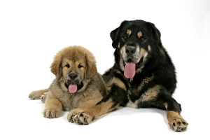 Dogs - Tibetan Mastiff adult & 10 wk old puppy Dogs - Tibetan Mastiff adult & 10 wk old puppy