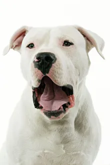 Dogue Argentino / Argentinian Mastiff - with mouth open Dogue Argentino / Argentinian Mastiff - with mouth open