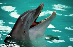 Dolphins Collection: Dolphin