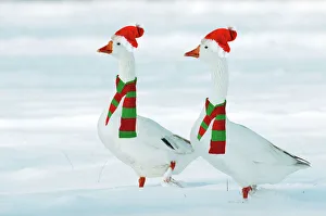 Domectic Geese - two in snow wearing Christmas hats & scarves.Digital Domectic Geese - two in snow wearing Christmas hats & scarves.Digital