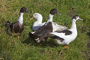 Domestic Ducks - three Muscovy and one Aylesbury