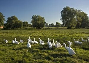 Images Dated 6th September 2005: Domestic Geese - In field