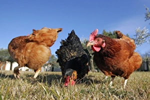 Domestic livestock - Chickens Domestic livestock - Chickens