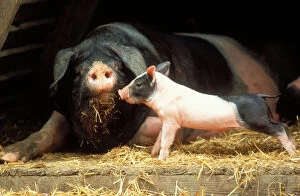 Domestic PIG - Haellisches pig, sow with piglet, stretching