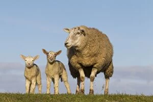 Images Dated 4th April 2015: Domestic Sheep ewe with lambs
