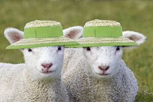 Lamb Gallery: Domestic Sheep, lambs wearing straw hats, Easter bonnets