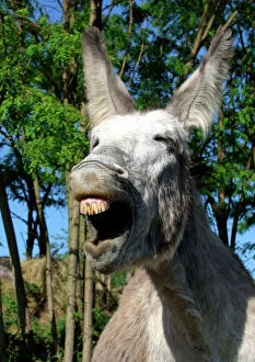 Laughing Collection: Donkey - Braying