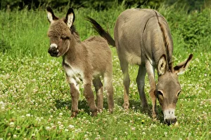Donkey - with foal standing in meadow Donkey - with foal standing in meadow