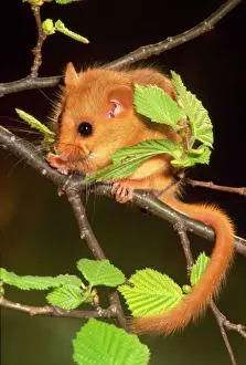 Prints of ME-34 DORMOUSE - ON BRANCH + LEAVES Muscardinus avellanarius Johan De Meester Please note that prints are for personal display purposes only and may not be reproduced in any way. Small Mammal Prints: Muscardinus avellanarius Print - A Dormouse on a Branch with Leaves