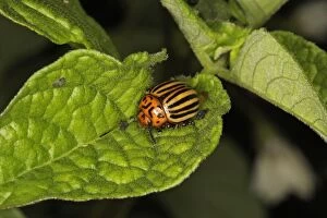 Colorado Potato Beetle Gallery: Doryphore adulte