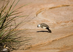 Double-barred Finch - eating spinifex Double-barred Finch - eating spinifex