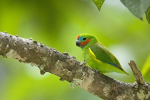 Double-eyed Fig-Parrot - adult male sitting on the branch of a fig tree in queensland' Double-eyed Fig-Parrot - adult male sitting on the branch of a fig tree in queensland'