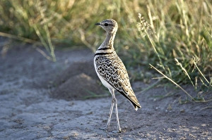 Doublebanded Courser - Close up standing in track Doublebanded Courser - Close up standing in track