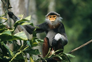 Douc Langur Monkey / Red-shanked Douc Douc Langur Monkey / Red-shanked Douc