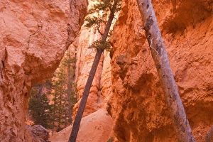 Douglas Firs - growing inside the steep sandstone walls of Wall Street deep within the Douglas Firs - growing inside the steep sandstone walls of Wall Street deep within the