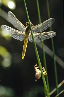 Dragonfly - newly emerged with exuvia Dragonfly - newly emerged with exuvia