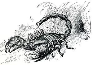 Images Dated 25th August 2006: Drawing - Scorpion in defensive posture with sting deployed