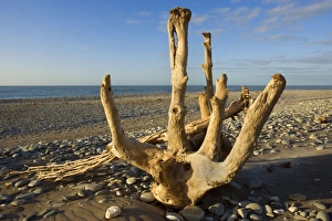 Driftwood - by the power of water beautifully sculpted driftwood washed ashore at Driftwood - by the power of water beautifully sculpted driftwood washed ashore at
