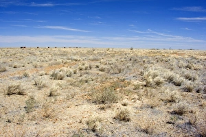 Drought - completely dried up pasture totally devoid of any signs of plant live Drought - completely dried up pasture totally devoid of any signs of plant live
