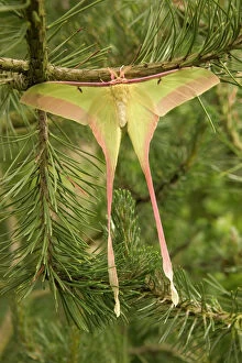 Images Dated 21st March 2005: Dubernard's Luna Moth - Male China