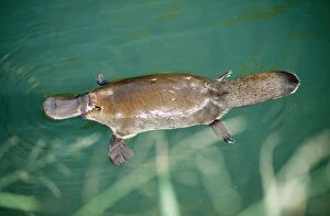 Images Dated 16th July 2004: Duck-billed Platypus On surface near bank of creek. Distribution: Eastcoast Australia & Tasmania