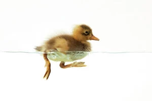 Images Dated 28th June 2012: DUCK - Duckling swimming