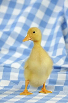 Images Dated 14th June 2010: DUCK.Duckling standing