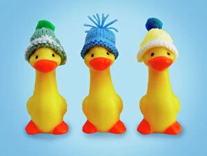 Images Dated 27th November 2008: Ducklings in wooly hats
